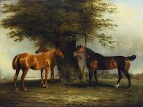 The Chestnut Hunter 'Berry Brown' in a Field by an Estuary, with Sailing Ships in the Distance-Benjamin Marshall-Giclee Print