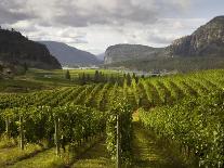 Landscape of Winery-Benjamin Rondel-Framed Photographic Print