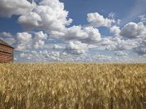 Old Barn in Wheat Field-Benjamin Rondel-Mounted Photographic Print