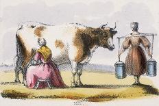 The Cow, C1850-Benjamin Waterhouse Hawkins-Giclee Print