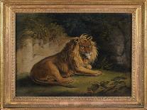 A Lion in a Jungle Landscape-Benjamin Zobel-Framed Giclee Print