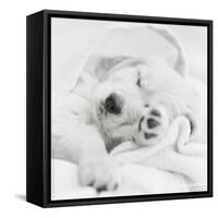 Benjamin-Rachael Hale-Framed Stretched Canvas