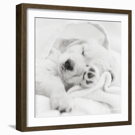 Benjamin-Rachael Hale-Framed Photo