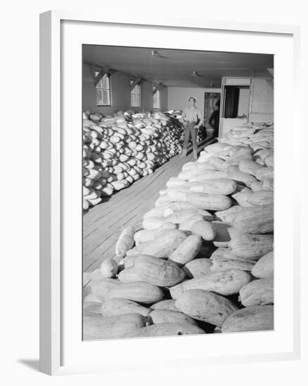 Benji Iguchi with squash, Manzanar Relocation Center, 1943-Ansel Adams-Framed Photographic Print