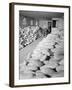 Benji Iguchi with squash, Manzanar Relocation Center, 1943-Ansel Adams-Framed Photographic Print