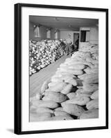 Benji Iguchi with squash, Manzanar Relocation Center, 1943-Ansel Adams-Framed Photographic Print