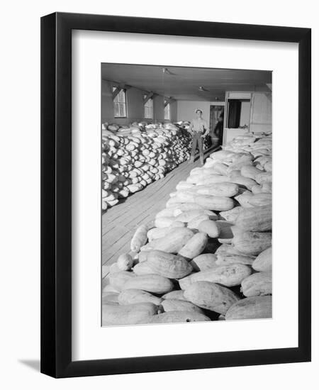 Benji Iguchi with squash, Manzanar Relocation Center, 1943-Ansel Adams-Framed Premium Photographic Print