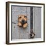 Benji Window II-Knartist-Framed Photographic Print