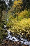 A View of Waukeena Falls in Oregon's Columbia River Gorge with Fall Colors-Bennett Barthelemy-Photographic Print