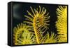 Bennett's Feather Star (Oxycomanthus Bennetti), Rainbow Reef, Fiji-Pete Oxford-Framed Stretched Canvas