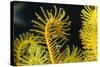 Bennett's Feather Star (Oxycomanthus Bennetti), Rainbow Reef, Fiji-Pete Oxford-Stretched Canvas