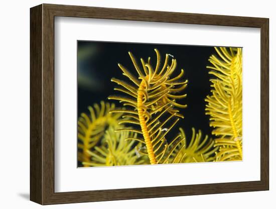 Bennett's Feather Star (Oxycomanthus Bennetti), Rainbow Reef, Fiji-Pete Oxford-Framed Photographic Print