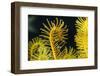 Bennett's Feather Star (Oxycomanthus Bennetti), Rainbow Reef, Fiji-Pete Oxford-Framed Photographic Print