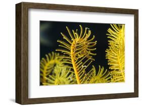 Bennett's Feather Star (Oxycomanthus Bennetti), Rainbow Reef, Fiji-Pete Oxford-Framed Photographic Print