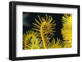 Bennett's Feather Star (Oxycomanthus Bennetti), Rainbow Reef, Fiji-Pete Oxford-Framed Photographic Print