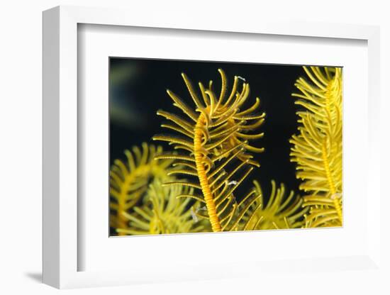 Bennett's Feather Star (Oxycomanthus Bennetti), Rainbow Reef, Fiji-Pete Oxford-Framed Photographic Print