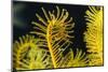 Bennett's Feather Star (Oxycomanthus Bennetti), Rainbow Reef, Fiji-Pete Oxford-Mounted Photographic Print