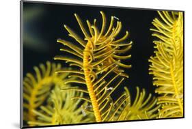 Bennett's Feather Star (Oxycomanthus Bennetti), Rainbow Reef, Fiji-Pete Oxford-Mounted Photographic Print