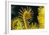 Bennett's Feather Star (Oxycomanthus Bennetti), Rainbow Reef, Fiji-Pete Oxford-Framed Photographic Print