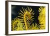 Bennett's Feather Star (Oxycomanthus Bennetti), Rainbow Reef, Fiji-Pete Oxford-Framed Photographic Print