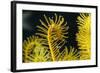 Bennett's Feather Star (Oxycomanthus Bennetti), Rainbow Reef, Fiji-Pete Oxford-Framed Photographic Print