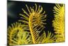 Bennett's Feather Star (Oxycomanthus Bennetti), Rainbow Reef, Fiji-Pete Oxford-Mounted Photographic Print