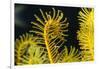 Bennett's Feather Star (Oxycomanthus Bennetti), Rainbow Reef, Fiji-Pete Oxford-Framed Photographic Print