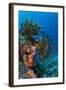 Bennett's Feather Star (Oxycomanthus Bennetti), Rainbow Reef, Fiji-Pete Oxford-Framed Photographic Print