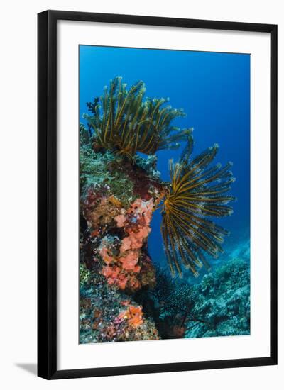 Bennett's Feather Star (Oxycomanthus Bennetti), Rainbow Reef, Fiji-Pete Oxford-Framed Photographic Print