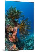 Bennett's Feather Star (Oxycomanthus Bennetti), Rainbow Reef, Fiji-Pete Oxford-Mounted Photographic Print