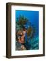 Bennett's Feather Star (Oxycomanthus Bennetti), Rainbow Reef, Fiji-Pete Oxford-Framed Photographic Print