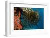 Bennett's Feather Star (Oxycomanthus Bennetti), Rainbow Reef, Fiji-Pete Oxford-Framed Photographic Print