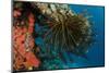 Bennett's Feather Star (Oxycomanthus Bennetti), Rainbow Reef, Fiji-Pete Oxford-Mounted Photographic Print