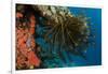 Bennett's Feather Star (Oxycomanthus Bennetti), Rainbow Reef, Fiji-Pete Oxford-Framed Photographic Print