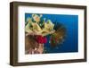 Bennett's Feather Star (Oxycomanthus Bennetti), Rainbow Reef, Fiji-Pete Oxford-Framed Photographic Print