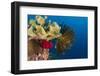 Bennett's Feather Star (Oxycomanthus Bennetti), Rainbow Reef, Fiji-Pete Oxford-Framed Photographic Print