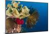 Bennett's Feather Star (Oxycomanthus Bennetti), Rainbow Reef, Fiji-Pete Oxford-Mounted Photographic Print
