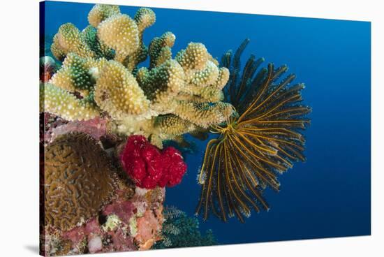 Bennett's Feather Star (Oxycomanthus Bennetti), Rainbow Reef, Fiji-Pete Oxford-Stretched Canvas