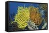 Bennett's Feather Star-Hal Beral-Framed Stretched Canvas