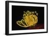 Bennett's Feather Star-Hal Beral-Framed Photographic Print