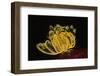 Bennett's Feather Star-Hal Beral-Framed Photographic Print