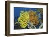 Bennett's Feather Star-Hal Beral-Framed Photographic Print