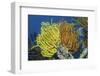 Bennett's Feather Star-Hal Beral-Framed Photographic Print