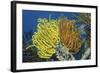Bennett's Feather Star-Hal Beral-Framed Photographic Print