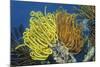 Bennett's Feather Star-Hal Beral-Mounted Photographic Print