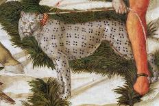 Leopard Straining on a Leash, Detail from the Journey of the Magi Cycle in the Chapel, C.1460-Benozzo di Lese di Sandro Gozzoli-Giclee Print