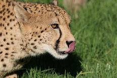 Cheetah-benshots-Photographic Print
