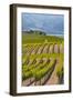 Benson Vineyards Estate Winery, Lake Chelan, Washington, USA-Richard Duval-Framed Photographic Print