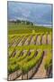 Benson Vineyards Estate Winery, Lake Chelan, Washington, USA-Richard Duval-Mounted Photographic Print