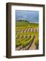 Benson Vineyards Estate Winery, Lake Chelan, Washington, USA-Richard Duval-Framed Photographic Print